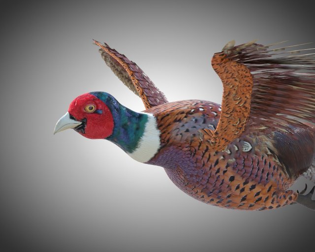 pheasant bird pbr rigged low poly 3D 모델 .c4d .max .obj .3ds .fbx .stl .blend 