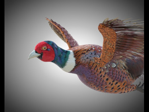 pheasant bird pbr rigged low poly 3D Model