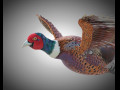 Pheasant Bird PBR Rigged Low poly 3D Model