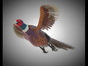 pheasant bird pbr rigged low poly 3D Model