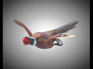 pheasant bird pbr rigged low poly 3D Model
