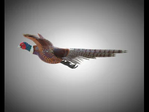 pheasant bird pbr rigged low poly 3D Model