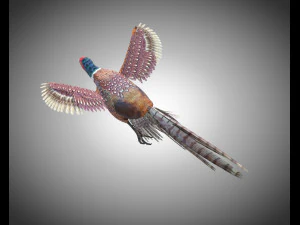 pheasant bird pbr rigged low poly 3D Model