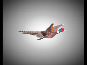 pheasant bird pbr rigged low poly 3D Model