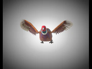 pheasant bird pbr rigged low poly 3D Model
