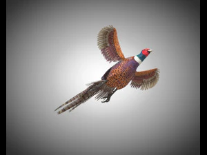 pheasant bird pbr rigged low poly 3D Model