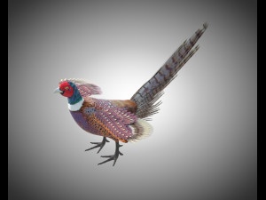 pheasant bird pbr rigged low poly 3D 모델
