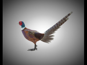 pheasant bird pbr rigged low poly 3D 모델