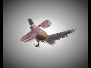 pheasant bird pbr rigged low poly 3D 모델