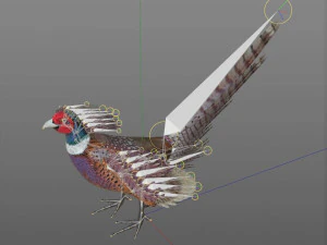 pheasant bird pbr rigged low poly 3D Model