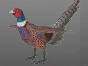 pheasant bird pbr rigged low poly 3D Model