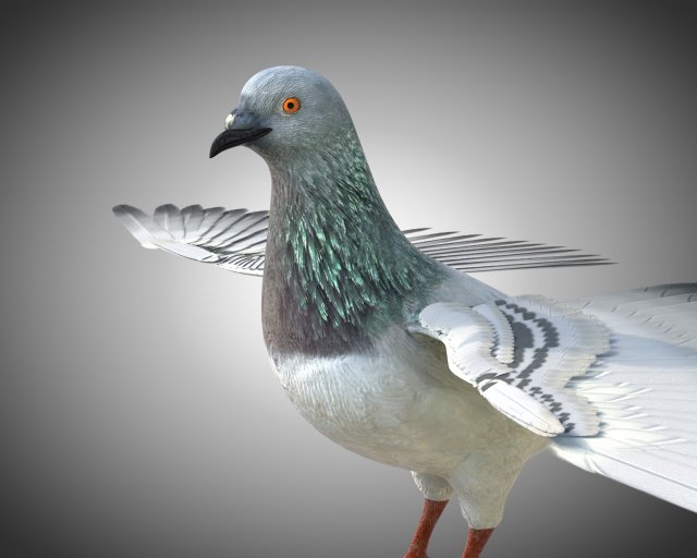 pigeon bird pbr rigged low poly 3D 모델 .c4d .max .obj .3ds .fbx .stl .blend 