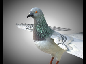 pigeon bird pbr rigged low poly Modelo 3D