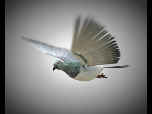 कबूतर पक्षी पीबीआर रिग्ड लो पॉली 3D मॉडल