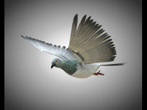 कबूतर पक्षी पीबीआर रिग्ड लो पॉली 3D मॉडल