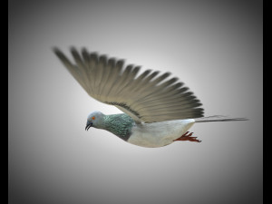 pigeon bird pbr rigged low poly 3D 모델