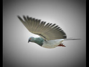 कबूतर पक्षी पीबीआर रिग्ड लो पॉली 3D मॉडल