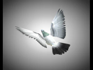 कबूतर पक्षी पीबीआर रिग्ड लो पॉली 3D मॉडल