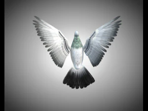 कबूतर पक्षी पीबीआर रिग्ड लो पॉली 3D मॉडल