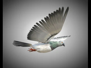 कबूतर पक्षी पीबीआर रिग्ड लो पॉली 3D मॉडल