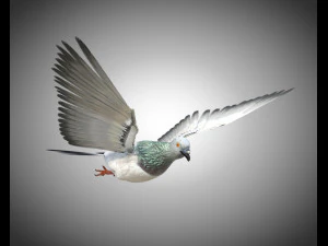 कबूतर पक्षी पीबीआर रिग्ड लो पॉली 3D मॉडल