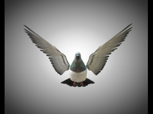 pigeon bird pbr rigged low poly 3D 모델