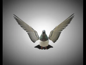 कबूतर पक्षी पीबीआर रिग्ड लो पॉली 3D मॉडल