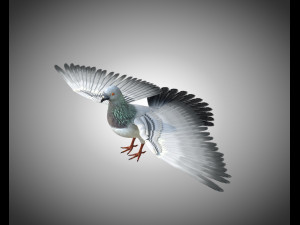 pigeon bird pbr rigged low poly 3D 모델