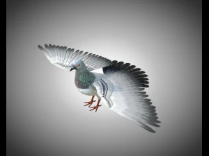 कबूतर पक्षी पीबीआर रिग्ड लो पॉली 3D मॉडल