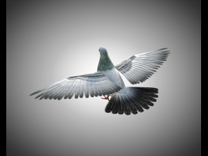 pigeon bird pbr rigged low poly 3D 모델