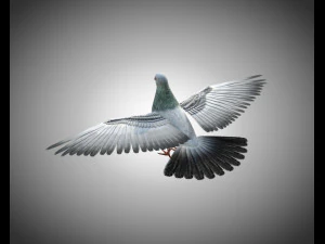 कबूतर पक्षी पीबीआर रिग्ड लो पॉली 3D मॉडल