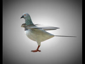 कबूतर पक्षी पीबीआर रिग्ड लो पॉली 3D मॉडल