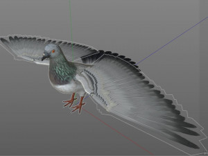 pigeon bird pbr rigged low poly 3D 모델