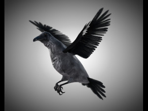 raven crow bird pbr rigged low poly 3D Model