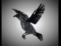 Raven Crow Bird PBR Rigged Low poly 3D Model