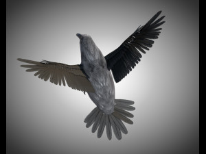 raven crow bird pbr rigged low poly Model 3D