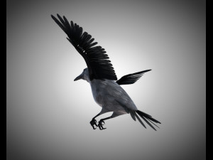 raven crow bird pbr rigged low poly Model 3D