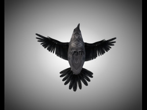 raven crow bird pbr rigged low poly Model 3D