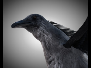 raven crow bird pbr rigged low poly Model 3D