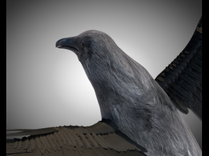 raven crow bird pbr rigged low poly Model 3D