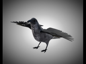 raven crow bird pbr rigged low poly Model 3D