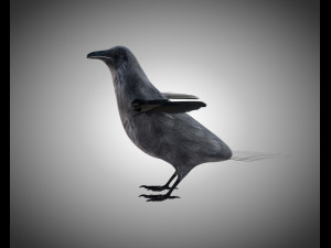 raven crow bird pbr rigged low poly Model 3D