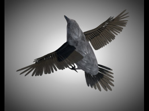 raven crow bird pbr rigged low poly Model 3D