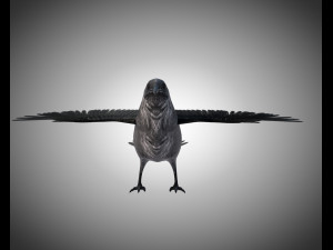 raven crow bird pbr rigged low poly Model 3D