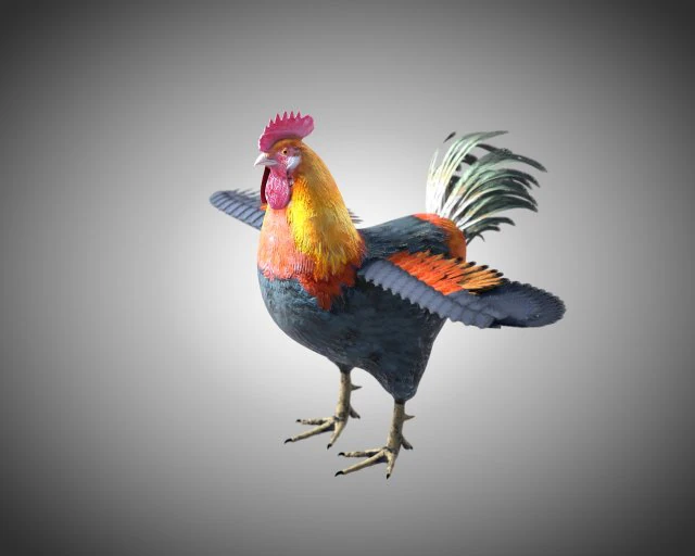 gallo gallo uccello pbr truccato low poly Modello 3D .c4d .max .obj .3ds .fbx .stl .blend 