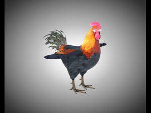 rooster cock bird pbr rigged low poly Modelo 3D