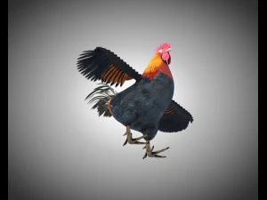 gallo gallo uccello pbr truccato low poly Modello 3D