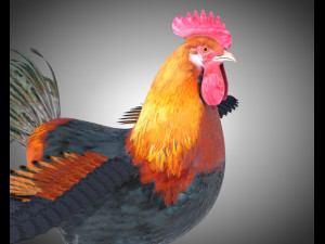rooster cock bird pbr rigged low poly Modelo 3D