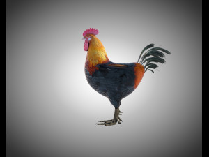 rooster cock bird pbr rigged low poly Modelo 3D