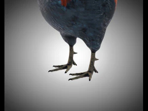 gallo gallo uccello pbr truccato low poly Modello 3D